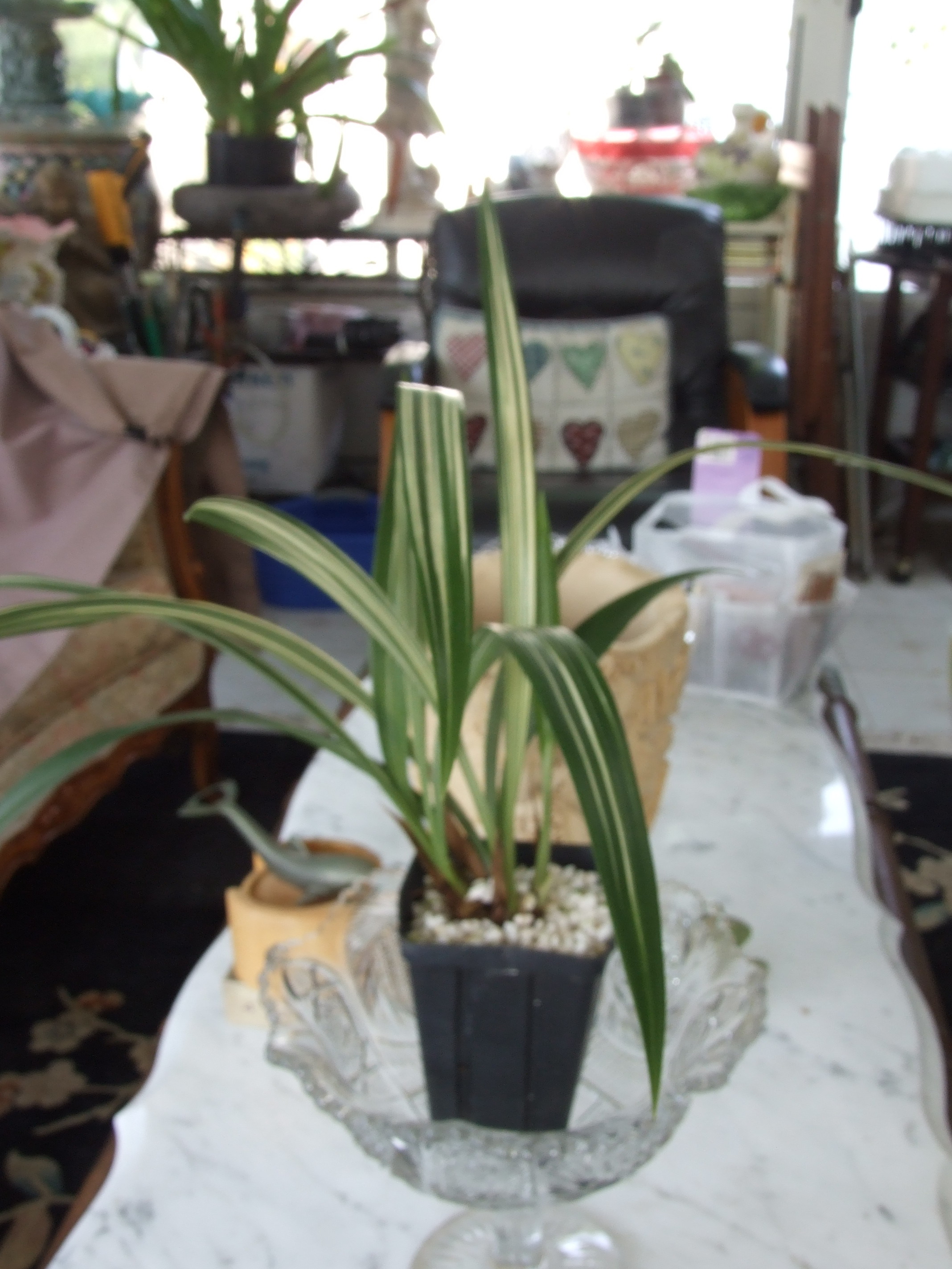 Cymbidium sinense 'Ryu Hua'